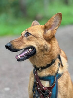 Собаки и кошки в добрые руки