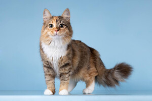 Собаки и кошки в добрые руки