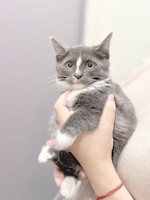 Собаки и кошки в добрые руки