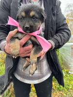 Собаки и кошки в добрые руки