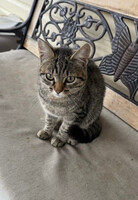 Собаки и кошки в добрые руки