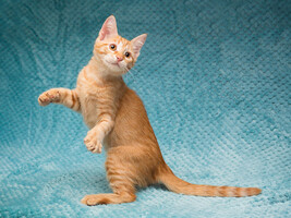 Собаки и кошки в добрые руки