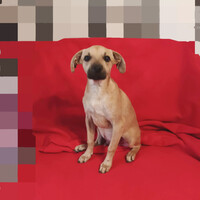 Собаки и кошки в добрые руки