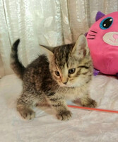 Собаки и кошки в добрые руки