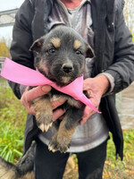 Собаки и кошки в добрые руки