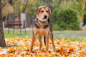 Собаки и кошки в добрые руки