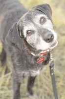 Собаки и кошки в добрые руки