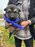 Собаки и кошки в добрые руки