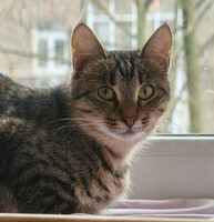 Собаки и кошки в добрые руки