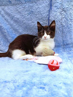 Собаки и кошки в добрые руки