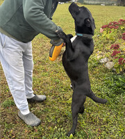Собаки и кошки в добрые руки