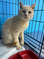 Собаки и кошки в добрые руки