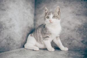 Собаки и кошки в добрые руки