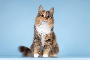 Собаки и кошки в добрые руки