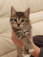 Собаки и кошки в добрые руки