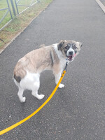 Собаки и кошки в добрые руки