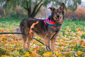 Собаки и кошки в добрые руки