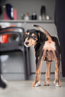 Собаки и кошки в добрые руки