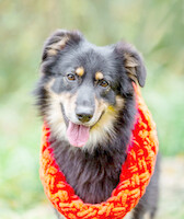 Собаки и кошки в добрые руки