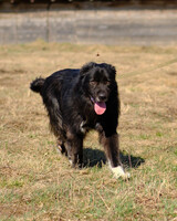 Собаки и кошки в добрые руки