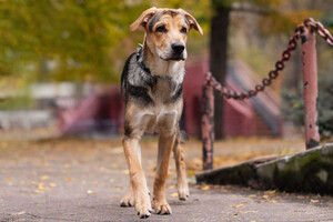 Собаки и кошки в добрые руки