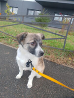 Собаки и кошки в добрые руки