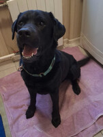 Собаки и кошки в добрые руки