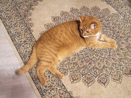 Собаки и кошки в добрые руки