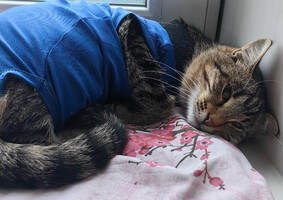 Собаки и кошки в добрые руки