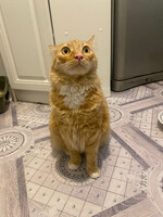 Собаки и кошки в добрые руки