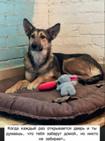 Собаки и кошки в добрые руки