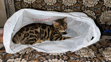 Собаки и кошки в добрые руки