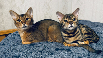 Собаки и кошки в добрые руки