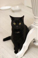 Собаки и кошки в добрые руки