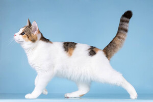 Собаки и кошки в добрые руки