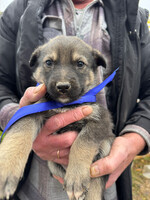 Собаки и кошки в добрые руки