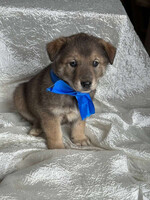 Собаки и кошки в добрые руки