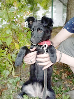 Собаки и кошки в добрые руки