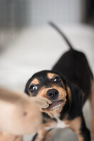 Собаки и кошки в добрые руки