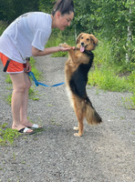Собаки и кошки в добрые руки