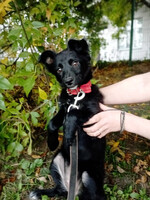 Собаки и кошки в добрые руки