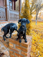 Собаки и кошки в добрые руки