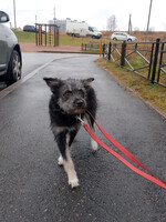 Собаки и кошки в добрые руки