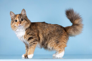 Собаки и кошки в добрые руки