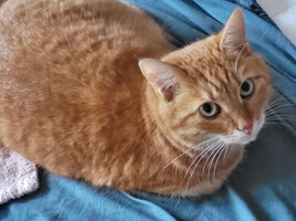 Собаки и кошки в добрые руки