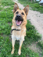 Собаки и кошки в добрые руки