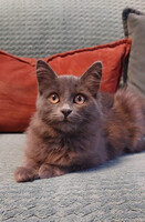 Собаки и кошки в добрые руки