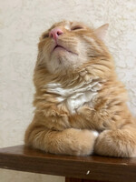 Собаки и кошки в добрые руки