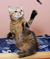 Собаки и кошки в добрые руки