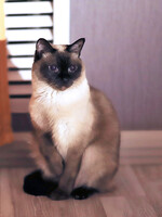 Собаки и кошки в добрые руки